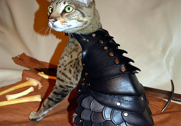 Cat Battle Armour