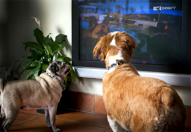 Dog TV