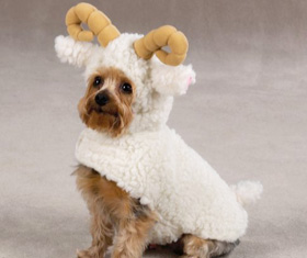 Sheep Pet Costume