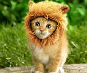 Lion Cat Hat