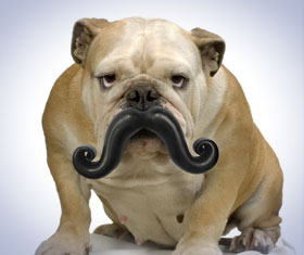 Dog Mustache