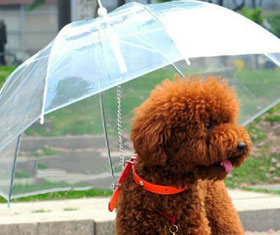 Dog Umbrella Leash
