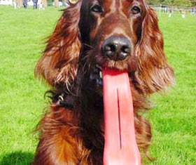 Tongue Chew Toy