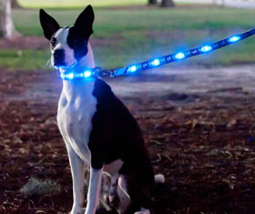 Light Up Dog Leash