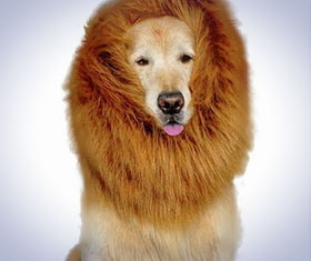 Lion Pet Wig