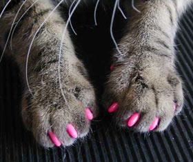 Soft Cat Claws