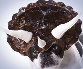 Triceratops Dog Costume