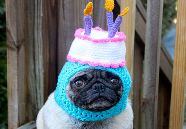Amusing Dog Hats