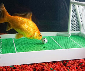 Goldfish Soccer